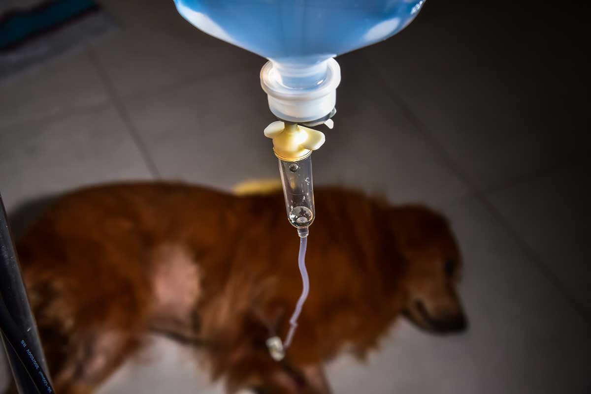 Dog receiving subcutaneous saline treatment due to kidney disease in Kirrawee