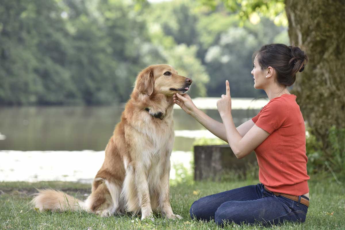 Woman training her dog at a park in Kirrawee, showing positive interaction