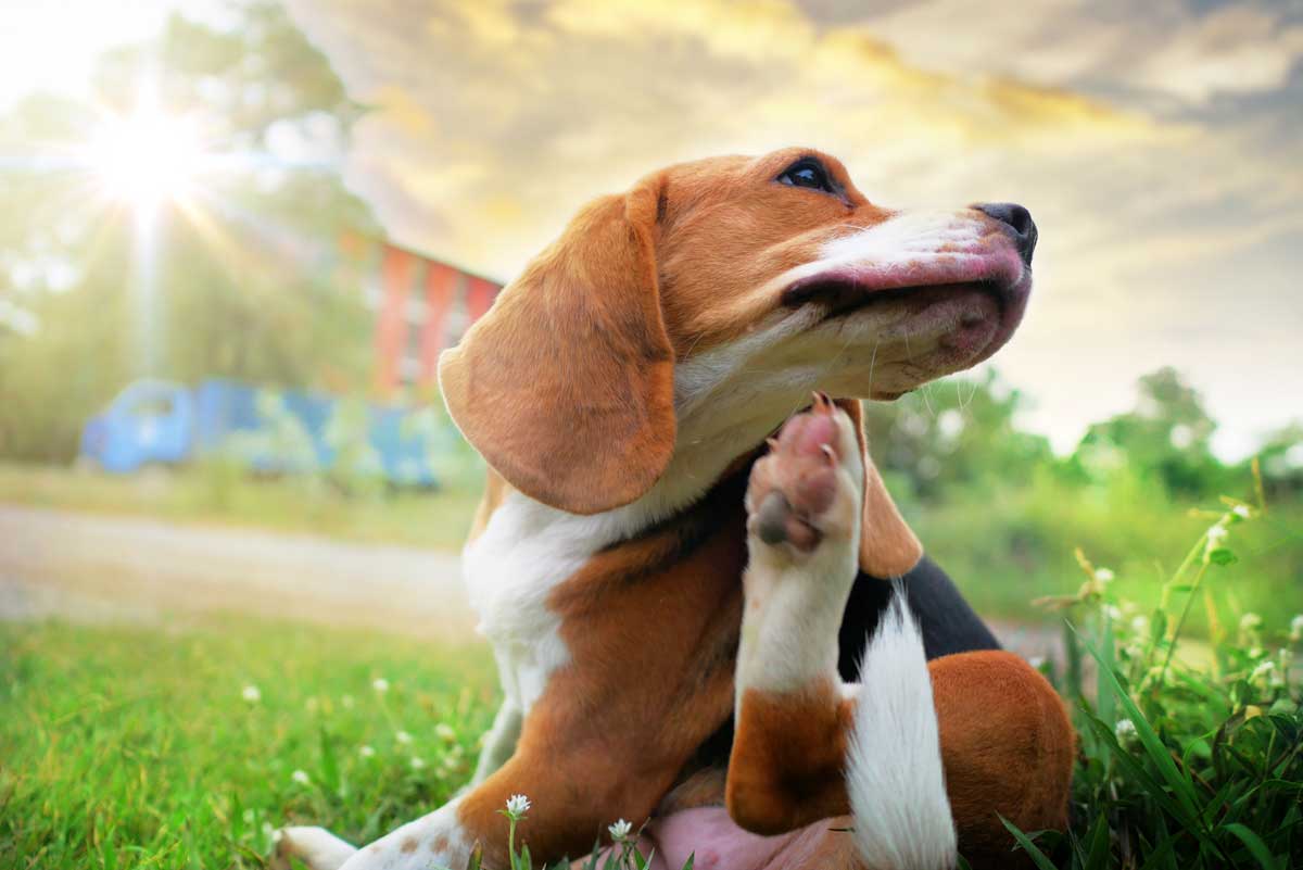 Beagle dog scratching its body on green grass at a park in Kirrawee