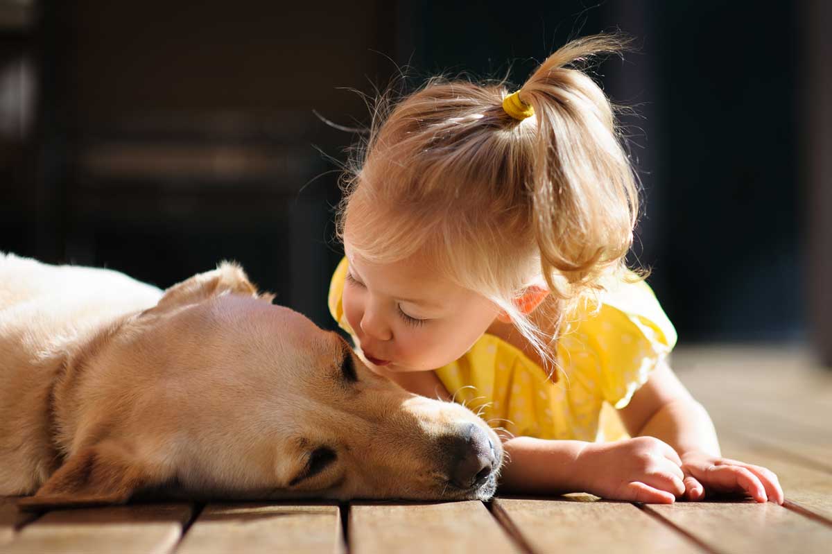 A portrait of a little cute toddler girl kissing her dog, a yellow labrador relaxing on the wooden deck in the sun