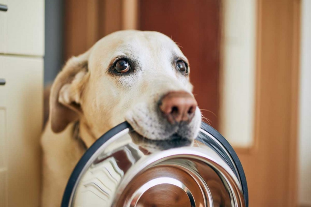 Human foods for dogs: Which foods are safe for dogs?