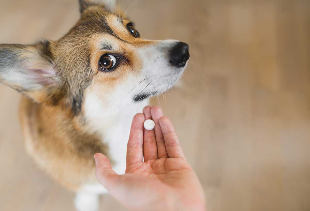 Welsh corgi pembroke sick dog receiving a medication in a pill, lookng to the camera. hand with a pill and a dog. owner giving a pill to a dog.