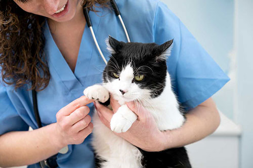 What to Look for in a New Vet? | Kirrawee Vet Hospital