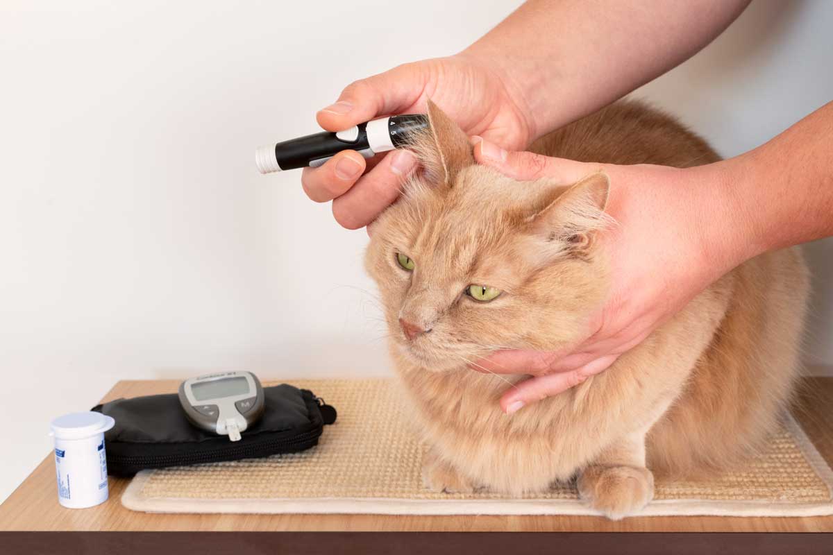 Cat's owner while measuring the blood sugar values of his feline.