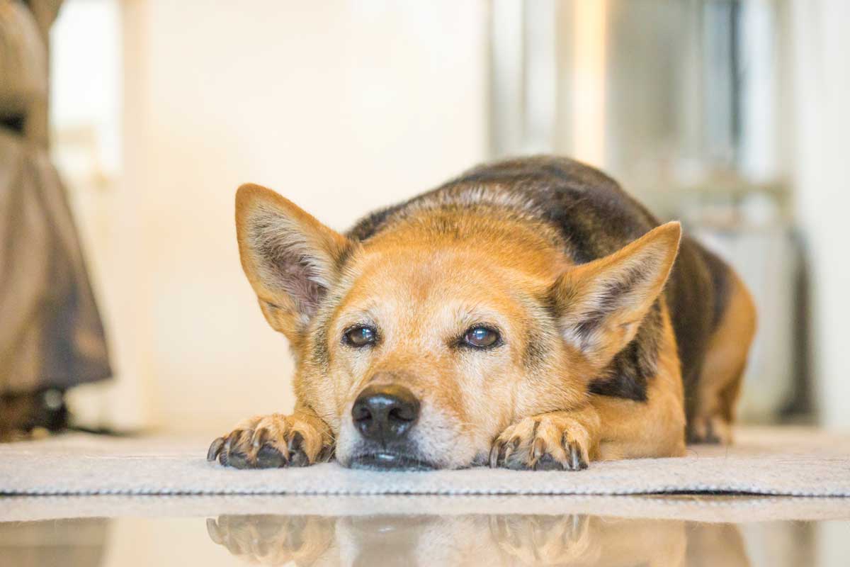 Senior mixed breed dog resting at home